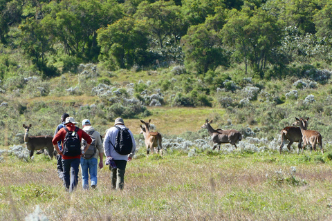 3-tägige Tour zum Bale Mountains Nationalpark mit Besuch in Addis Abeba