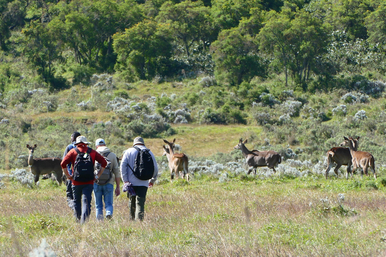 3-tägige Tour zum Bale Mountains Nationalpark mit Besuch in Addis Abeba