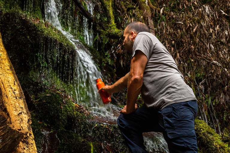 Whirinaki Forest Footsteps wandeltour met gidsWhirinaki Forest Footsteps Wandeltour met gids