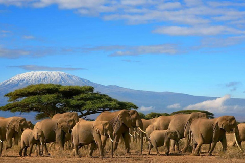 Tour di un giorno al Parco Nazionale di Amboseli