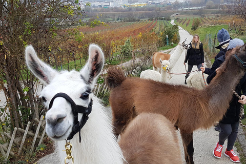 Mödling: Excursión panorámica guiada con alpacas y llamas