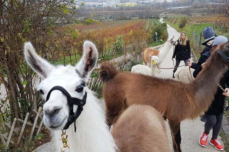 Mödling: Excursión panorámica guiada con alpacas y llamas