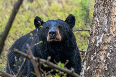 Z Jaipur: Jednodniowa wycieczka Ranthambore Tiger SafariZ Jaipur: Prywatna jednodniowa wycieczka Ranthambore z Tiger Safari