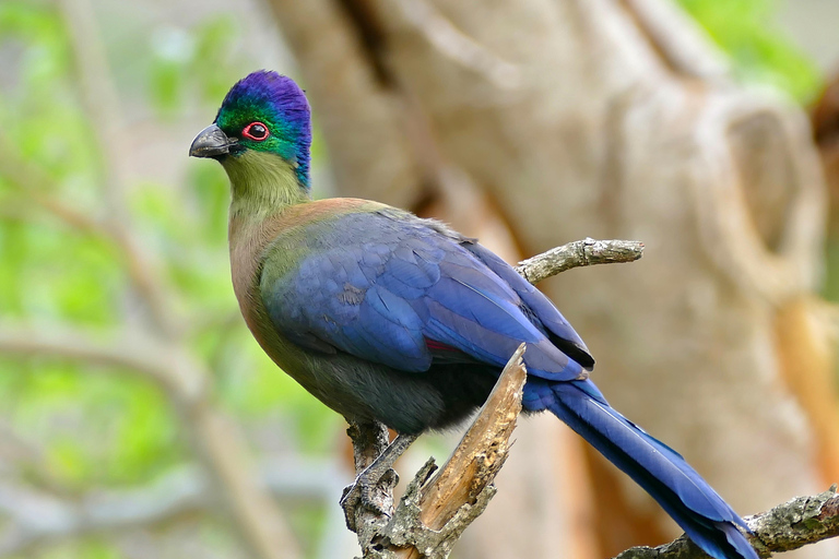 Durban: Vogels spotten in St Lucia