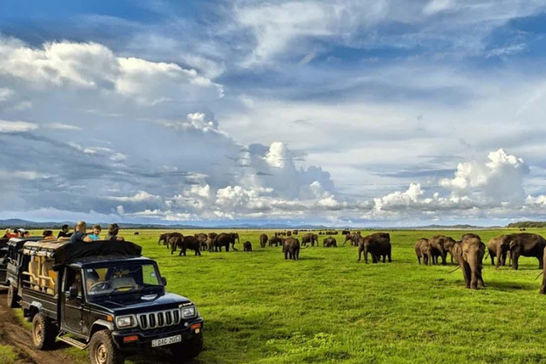 Kaudulla Discovery: Private Elephant Safari from Sigiriya
