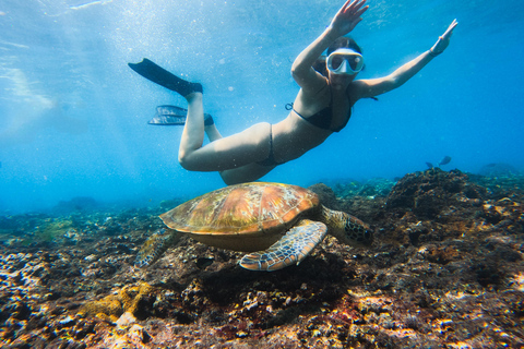 Nusa Penida Manta Snorkeling with Turtle & Beautiful Corals