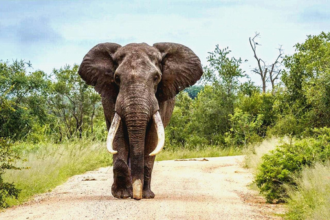 From Maputo: Special Reserve Safari with Ponto do Ouro Visit