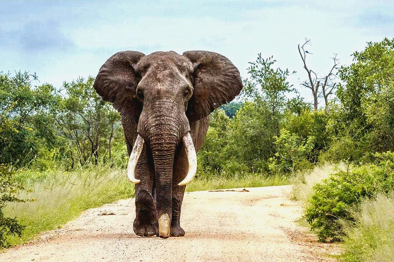 From Maputo: Special Reserve Safari with Ponto do Ouro Visit