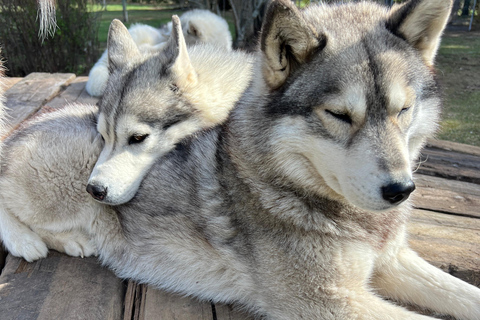 Tallinn: The Pack Power - Authentic Husky Ride Ridaküla: The Pack Power - Authentic Husky Ride