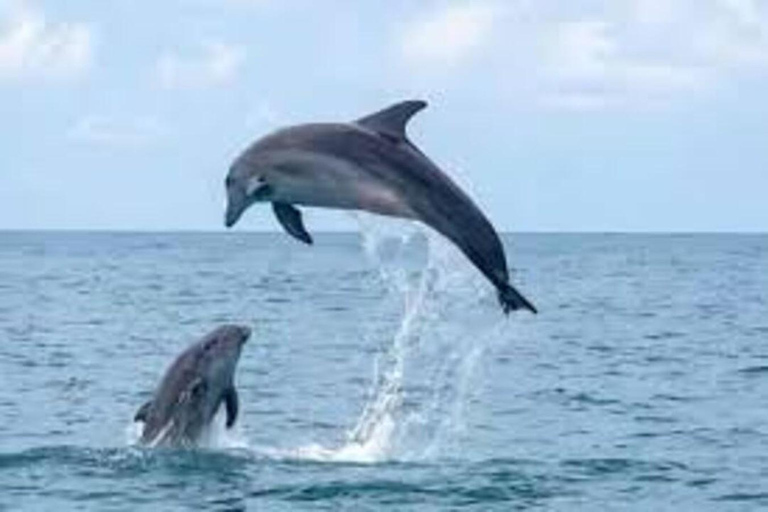 From Zarzis: Pirate Day Trip to Djerba & Flamingo Island From Zarzis: Pirate day trip to Djerba & Flamant Island
