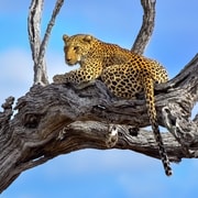 From Johannesburg: Kruger National Park 3-Day Safari