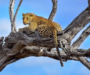 Från Johannesburg: Kruger National Park 3-dagars safari