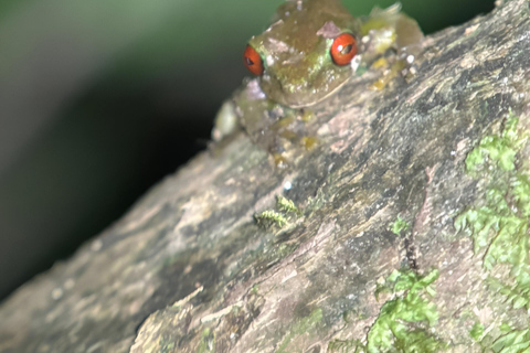 Monteverde: Cloud Forest Night Tour with Pablo