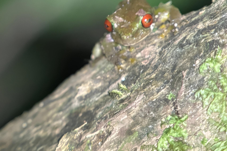 Monteverde: Cloud Forest Night Tour with Pablo