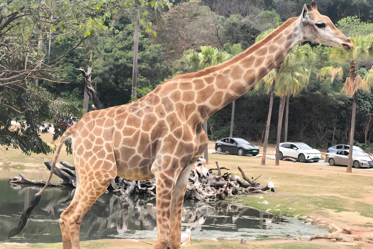 Guangzhou: Chimelong Wildlife Park Ticket