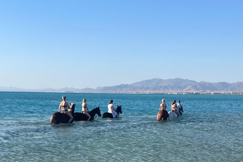 Soma Bay: Reittour mit HoteltransferSoma Bay: Reittour ohne Hoteltransfer