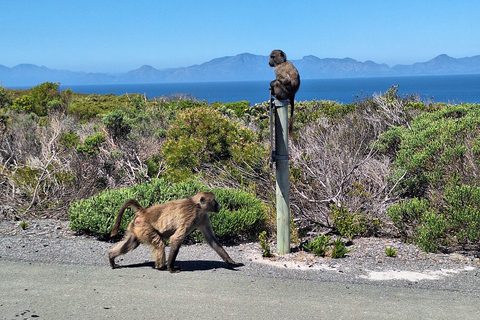 Tour privado del Cabo de Buena Esperanza y los Pingüinos