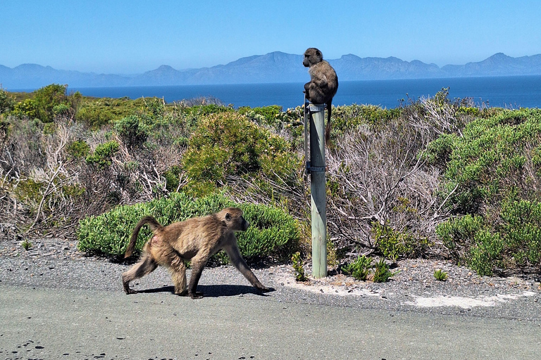 Tour privado del Cabo de Buena Esperanza y los Pingüinos