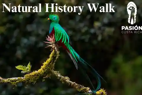 Monteverde: Guided Natural History Walk in Cloud Forest