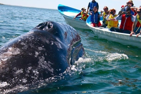 Obserwowanie wielorybów w Mirissie