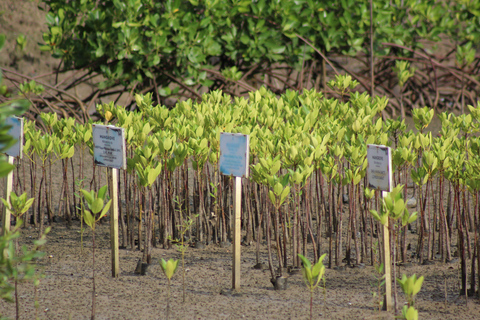 Bagek Kembar: Mangrove & Stingless Beekeeping Experience