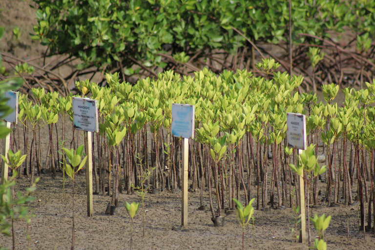 Bagek Kembar: Mangrove & Stingless Beekeeping Experience