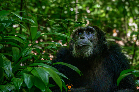4-Day Uganda Gorilla and Chimpanzee Trekking Tour