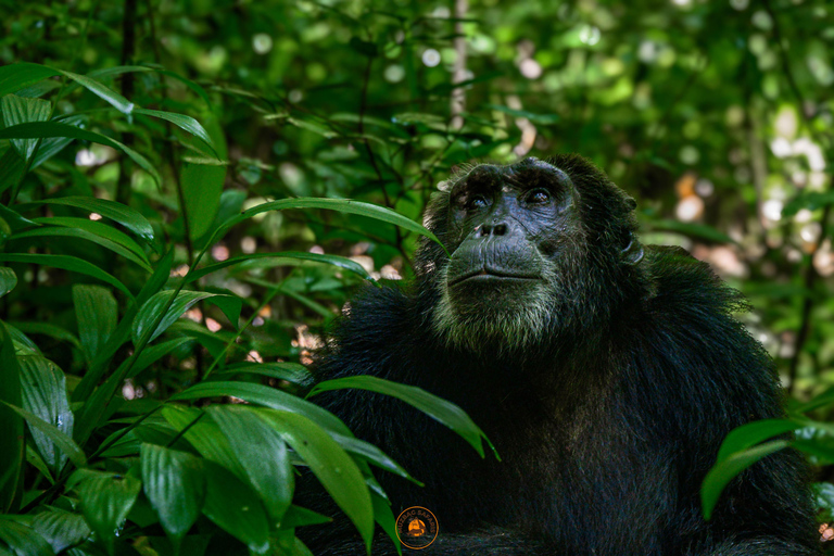 4-Day Uganda Gorilla and Chimpanzee Trekking Tour
