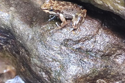 Trilha pelas Cachoeiras e Grutas na Floresta da Tijuca