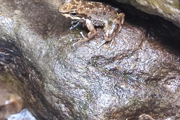 Trilha pelas Cachoeiras e Grutas na Floresta da Tijuca