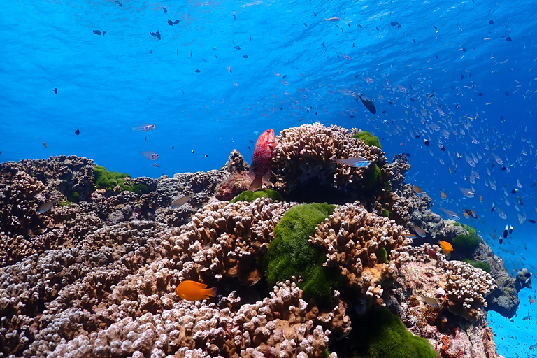 SIMILAN ISLAND BY SPEED BOAT FROM PHUKET