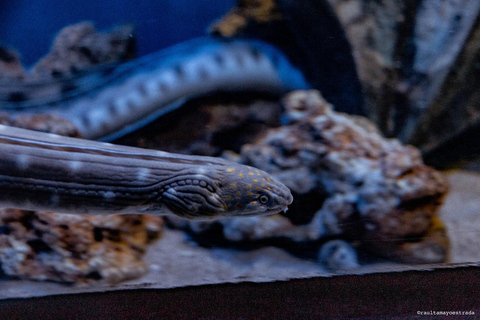 Río de Janeiro: ticket de entrada a AquaRio