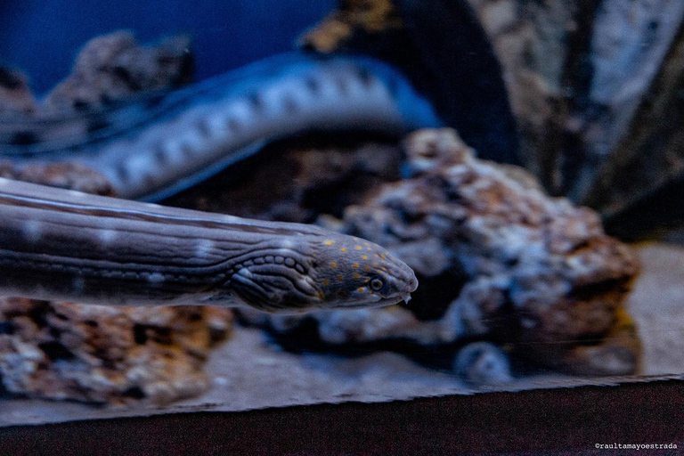 Río de Janeiro: ticket de entrada a AquaRio