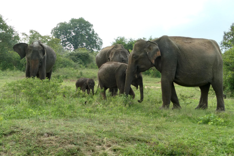 De:Mirissa/Galle/Hilkaduwa com safari em Udawalawe