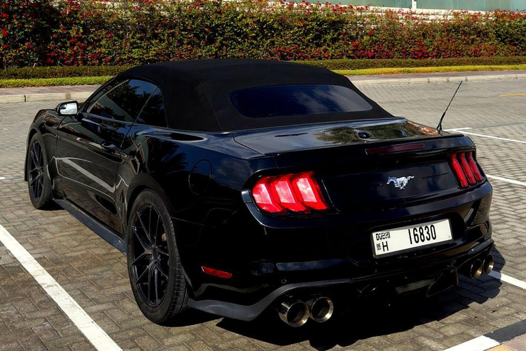 迪拜：卡布里奥野马之旅。奢华野马之旅