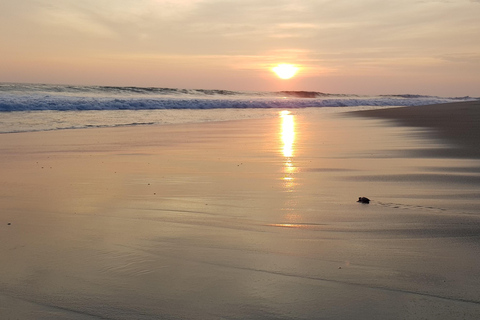 Desde Huatulco: Excursión Ecológica Cocodrilos y TortugasServicio Privado en Vehículo Avanza