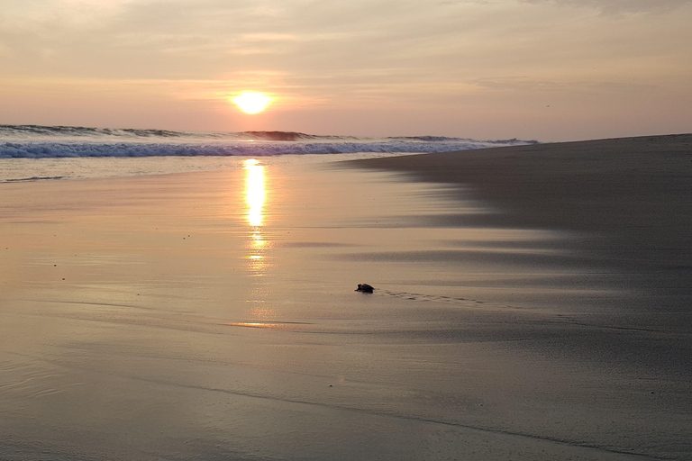 Desde Huatulco: Excursión Ecológica Cocodrilos y TortugasServicio Privado en Vehículo Avanza