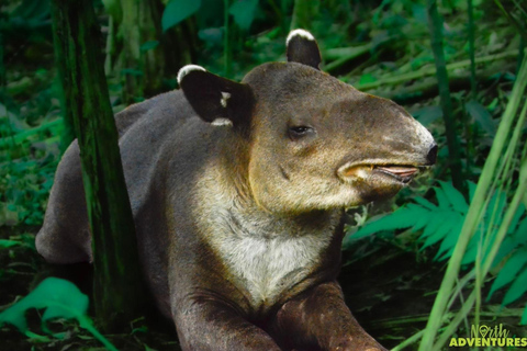 La Fortuna: Rio Celeste Waterfall and National Park Tour