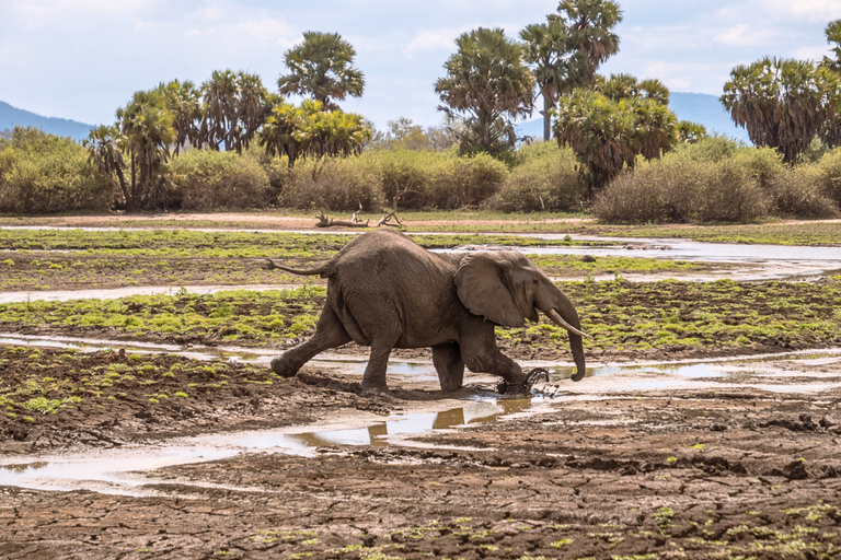From Zanzibar: 1-Day Selous Safari with Flight & Lunch Selous Safari from Zanzibar – Without Transfer
