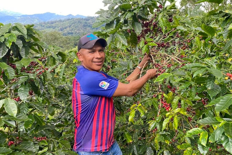 Boquete, Panama : visite interactive du café de spécialité