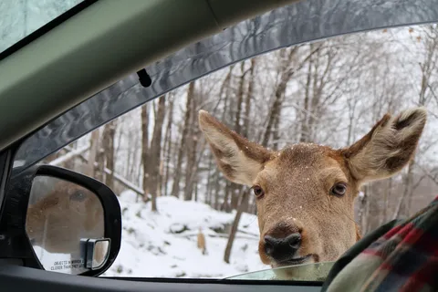 De Montreal: Safari de vida selvagem no Omega Park com fotografias profissionais
