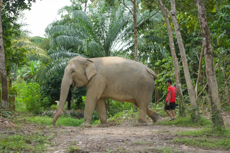 Phuket: interactieve tour door ethische olifantenopvangTicket & privévervoer vanaf geselecteerde hotels in Phuket