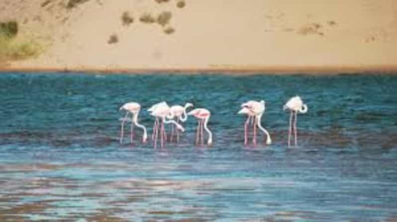 From Agadir: Massa Day Trip With Lunch & 4x4 | GetYourGuide