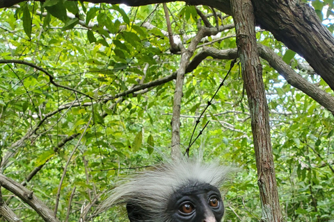 Zanzíbar: Excursión Privada al Bosque y Granja de Especias de Jozani con Almuerzo