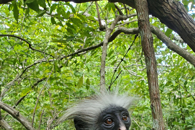 Zanzíbar: Excursión Privada al Bosque y Granja de Especias de Jozani con Almuerzo
