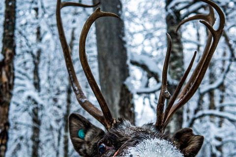 Rovaniemi: Besök på lokal renfarm med 2 km slädtur