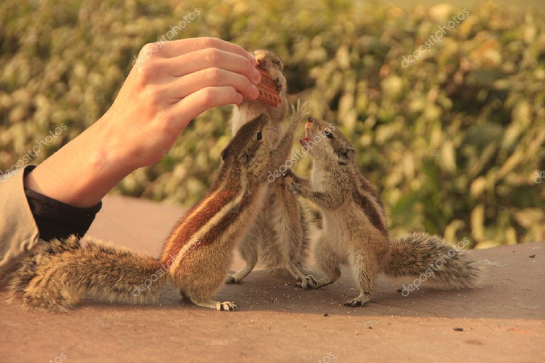 Agra Fort Tour With Squirrel Feeding Private Tour with Car, Driver, Tour Guide & Entry Tickets