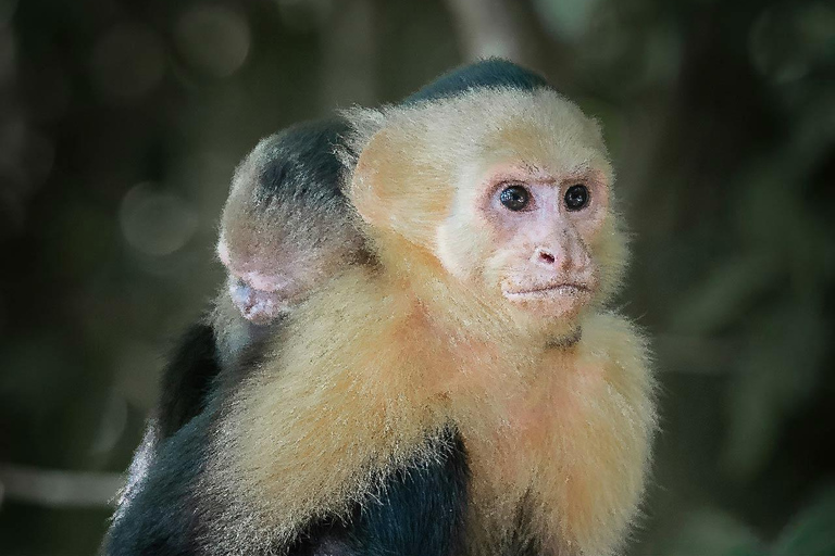 UTV & Horseback Tour with Wildlife Views from Cartagena