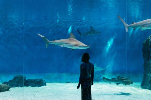 Genua: Aquarium von Genua – Ticket & Mittagessen