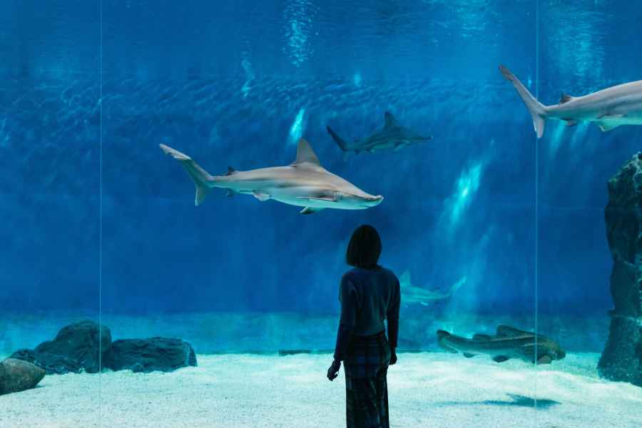 Genua: Aquarium von Genua – Ticket & Mittagessen